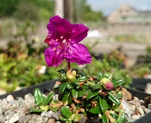 Rhododendron  radicans - 8cm pot 